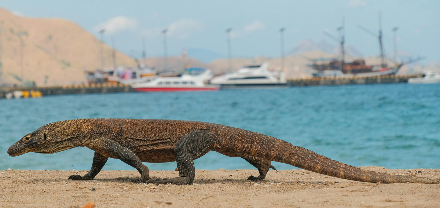 komodo